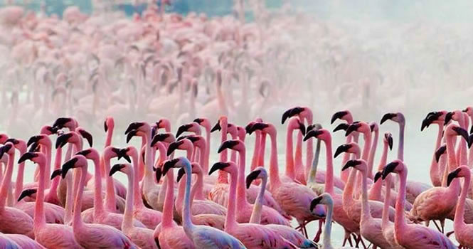 Bird Watching (Birding Safaris): Flamingos