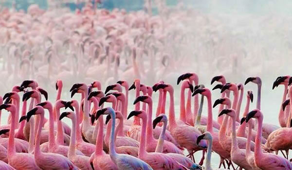 Lake Nakuru National Park