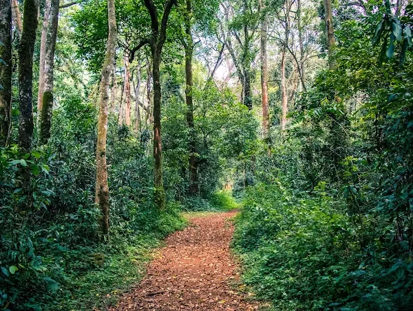 Kakamega Forest