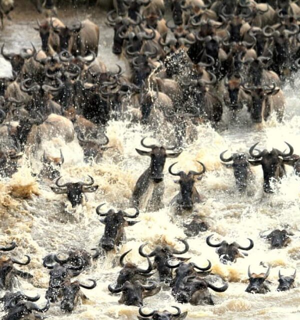 Wildebeest Migrations in Maasai Mara National Reserve