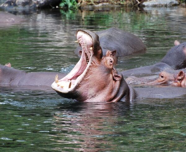 Mzima springs in Tsavo West National Park