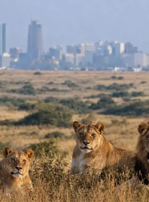 Nairobi National Park