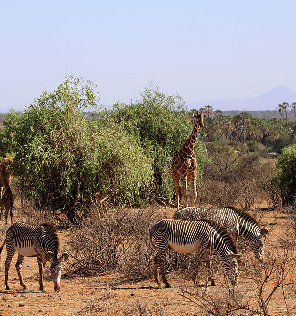 Samburu National Reserve