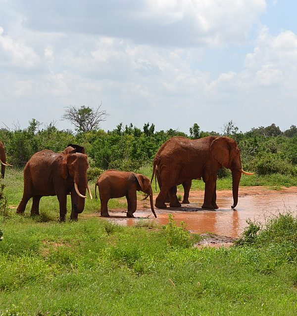 Tsavo East National Park
