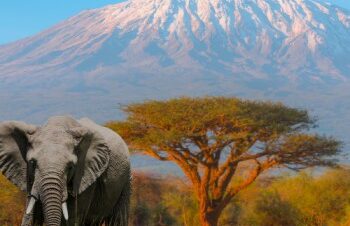 3 Day Amboseli Budget Safari