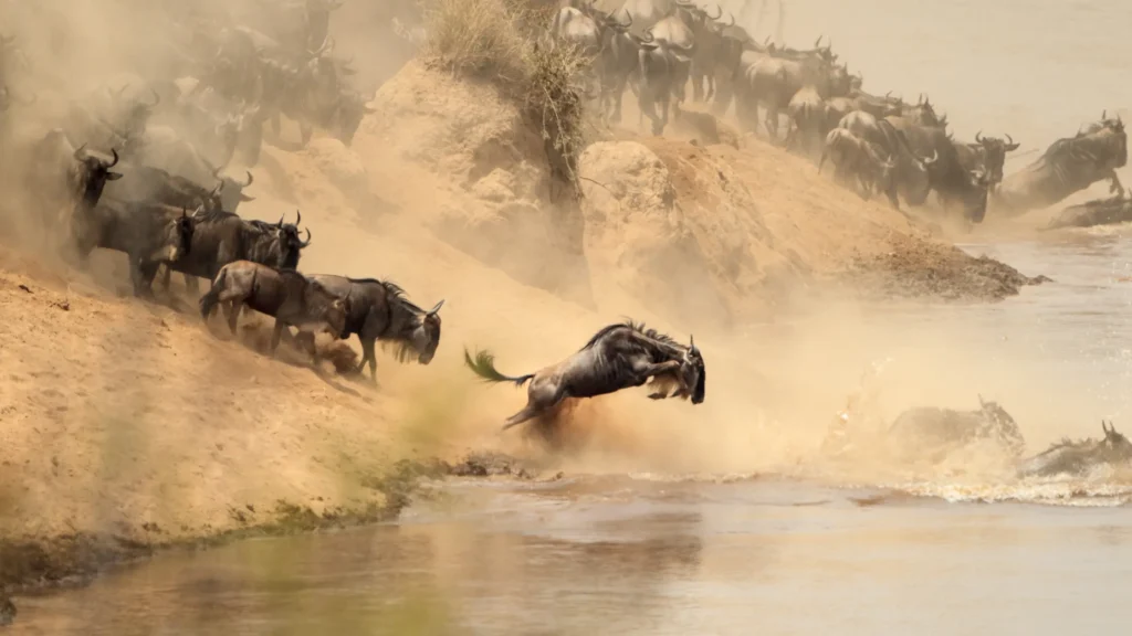 Wildebeests in Maasai Mara