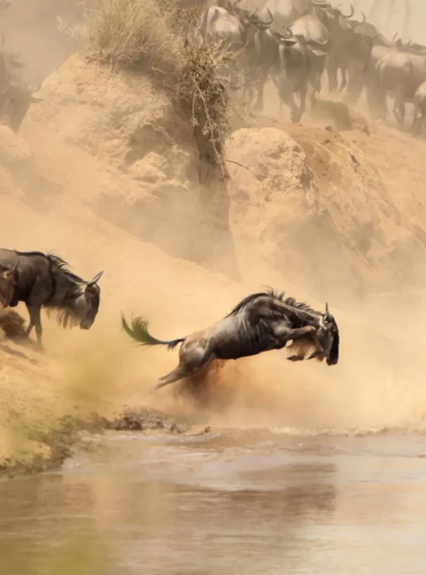 Wildebeests in Maasai Mara