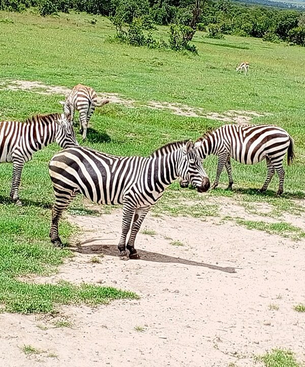 Ol Pejeta Conservancy Safari – Rhinos, Chimpanzees & Big Five Experience