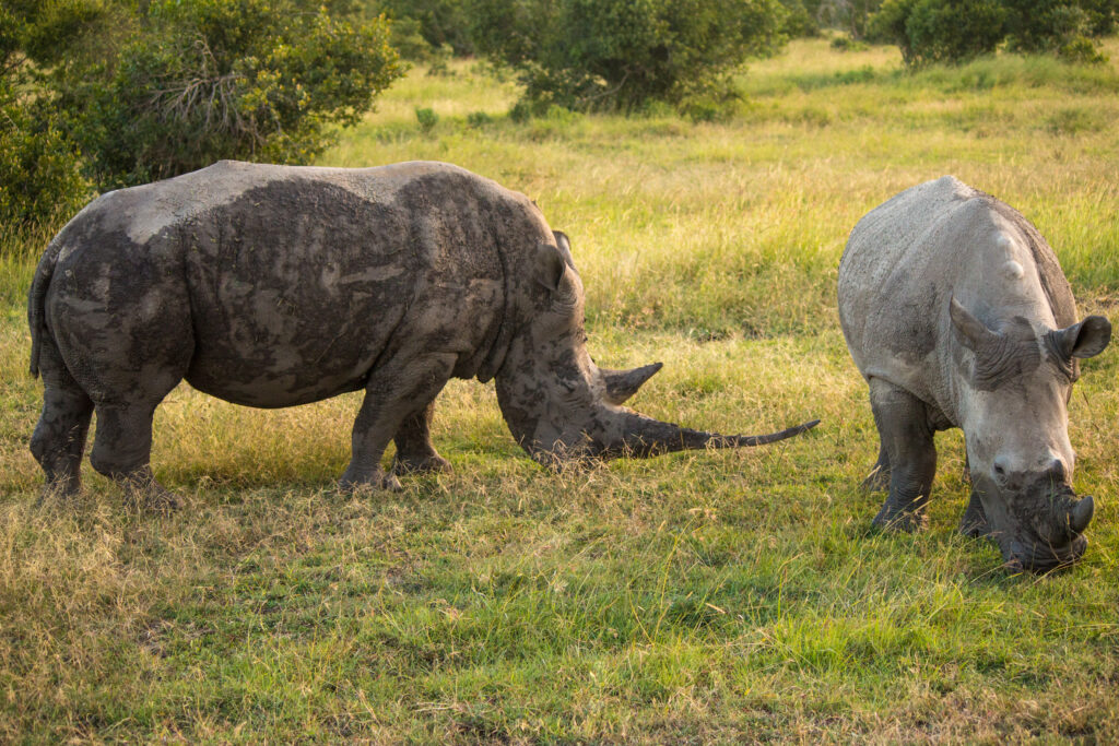 Ol Pejeta Conservancy Safari – Rhinos, Chimpanzees & Big Five Experience