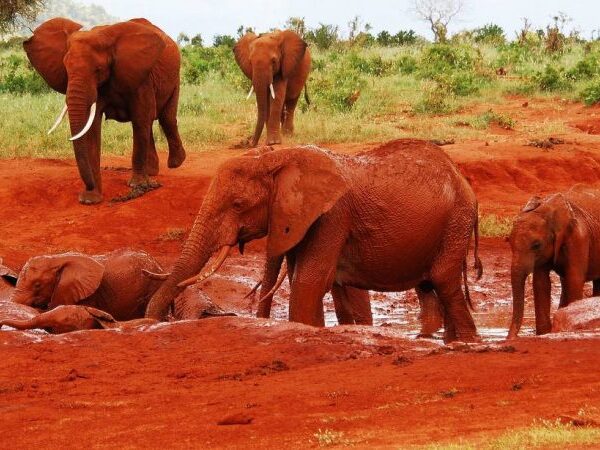 Tsavo East National Park -