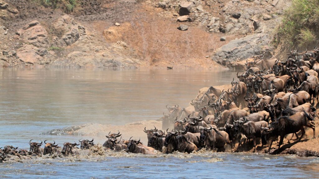 Best Time to Visit Maasai Mara