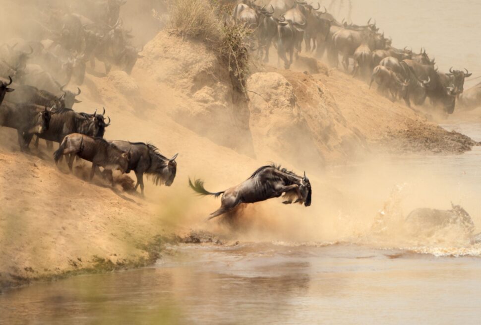 Best Time to Visit Maasai Mara