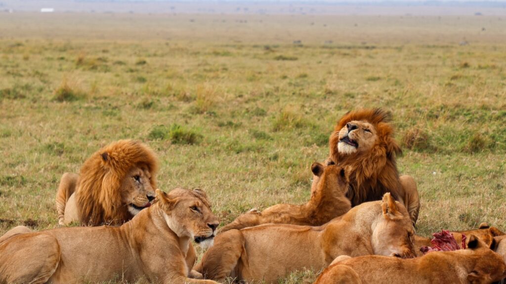 Kenya Safari Cost