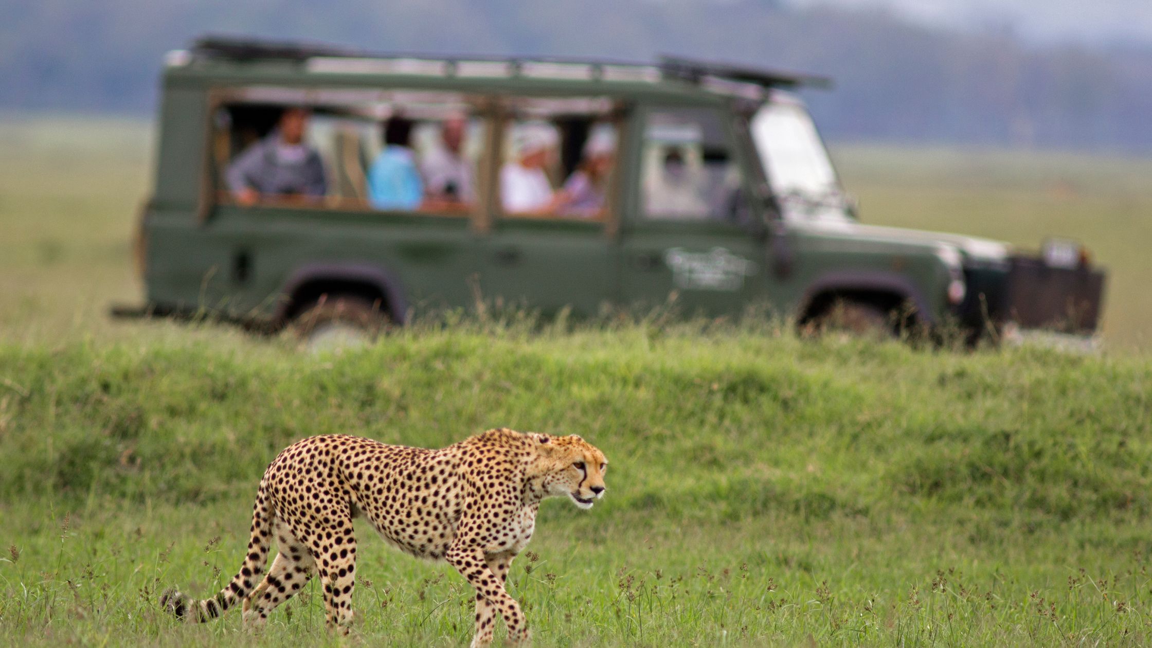 Kenya Safari Cost