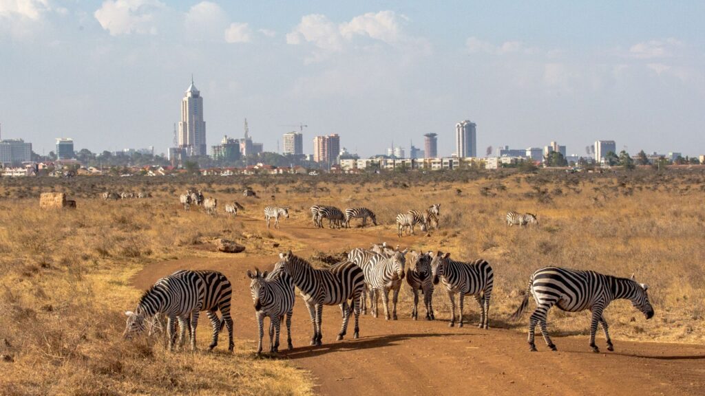 Kenya safari packages from Nairobi