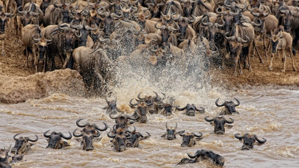 Kenya safari packages from Nairobi