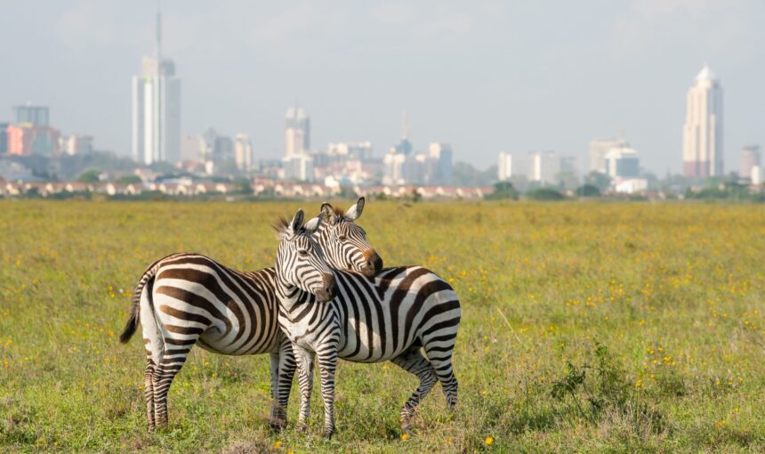 Best Kenya Safari Packages from Nairobi in 2026: Top Trips, Routes & Travel Tips