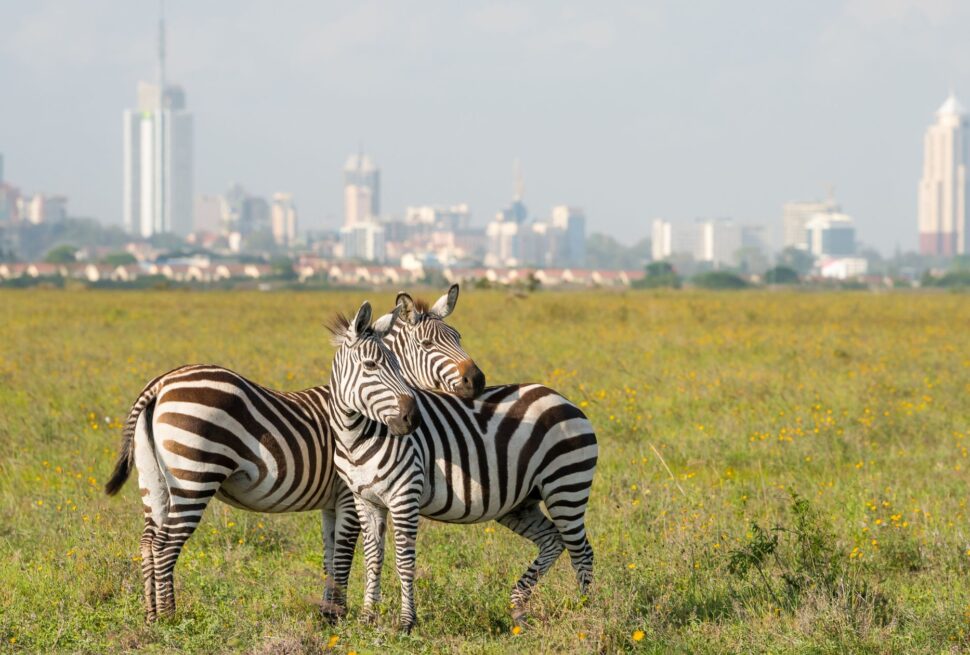Kenya safari packages from Nairobi