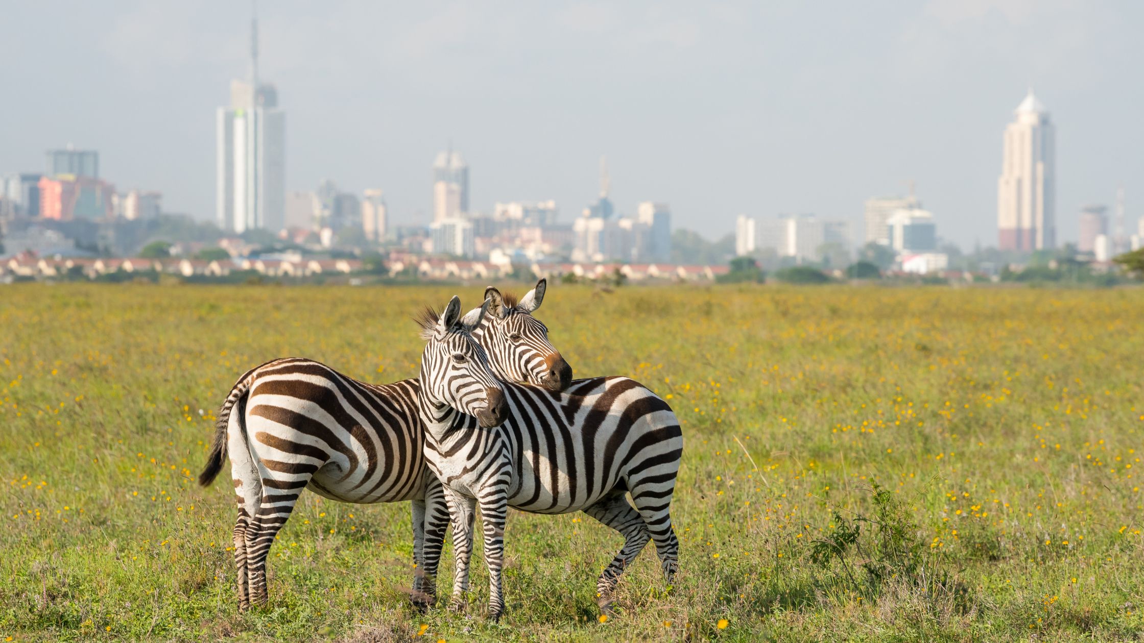 Kenya safari packages from Nairobi