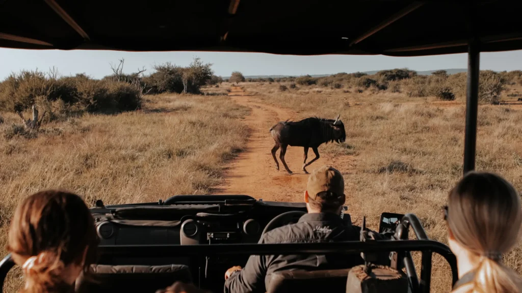 Budget Safari in Kenya