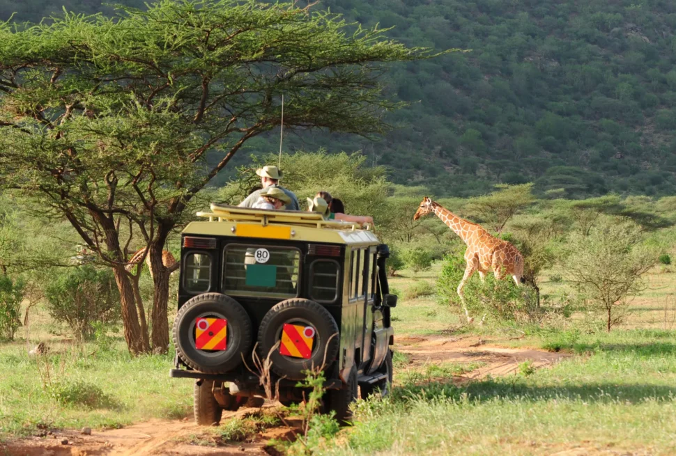 Budget Safari in Kenya