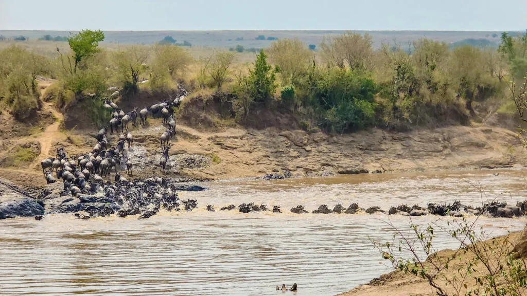 Maasai Mara safari packages