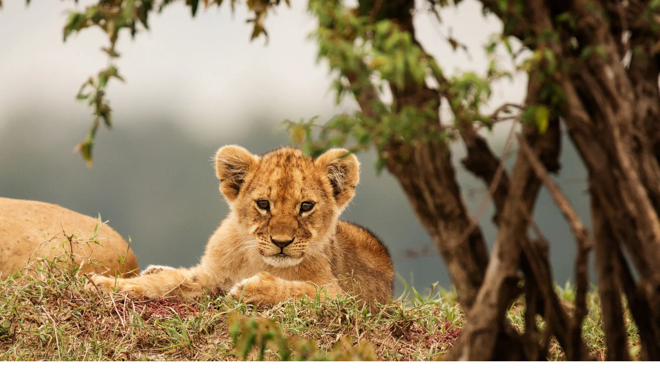 Maasai Mara safari packages