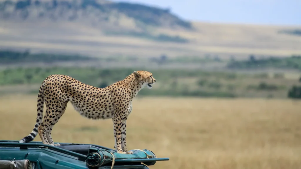 Maasai Mara Safari Tips