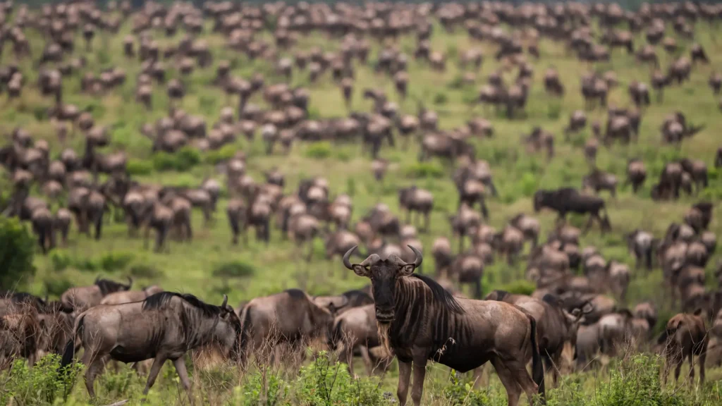 Maasai Mara Safari Tips