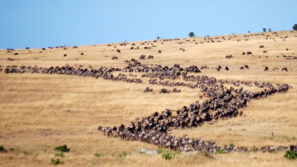 The Great Migration in Kenya
