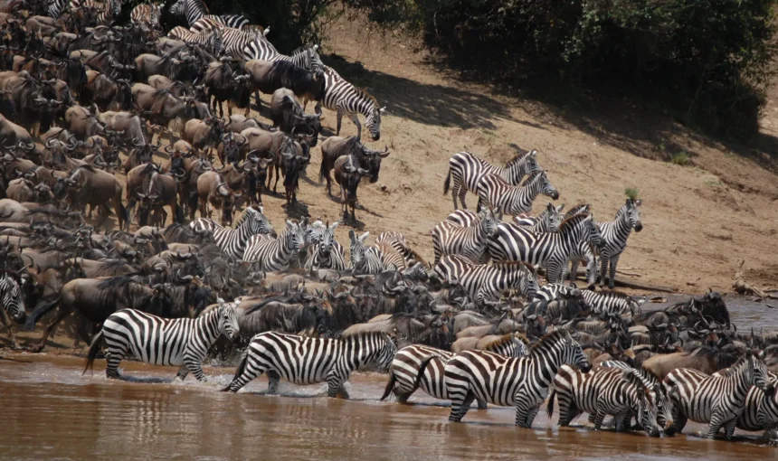 The Great Migration in Kenya: Complete Guide to When & Where to See It