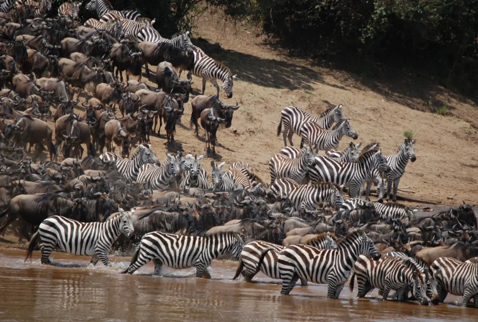 The Great Migration in Kenya
