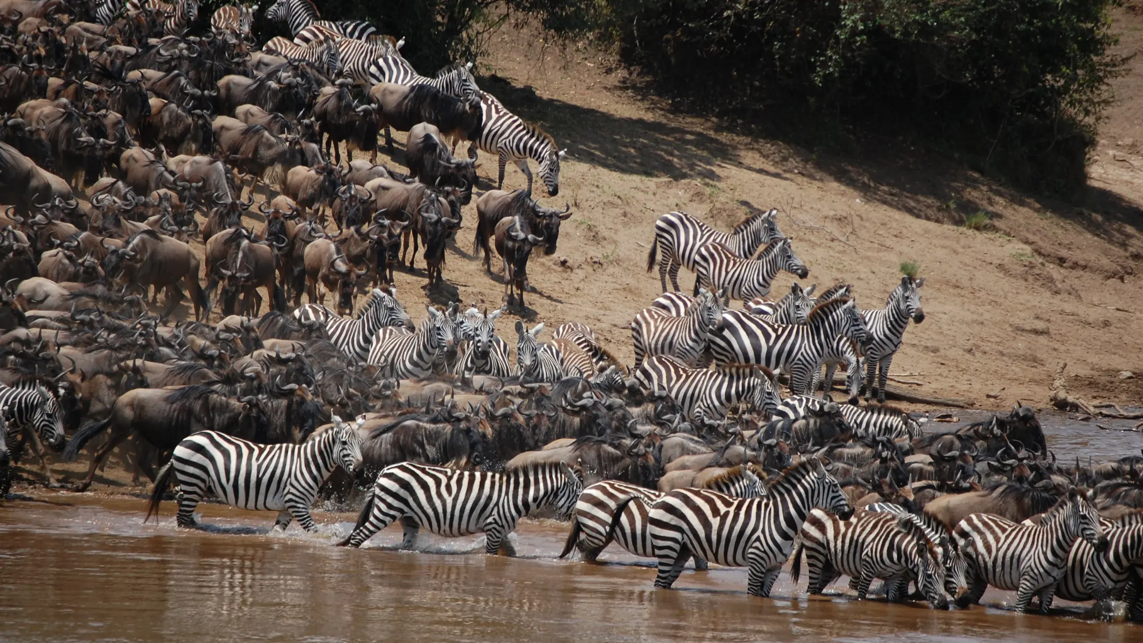 The Great Migration in Kenya