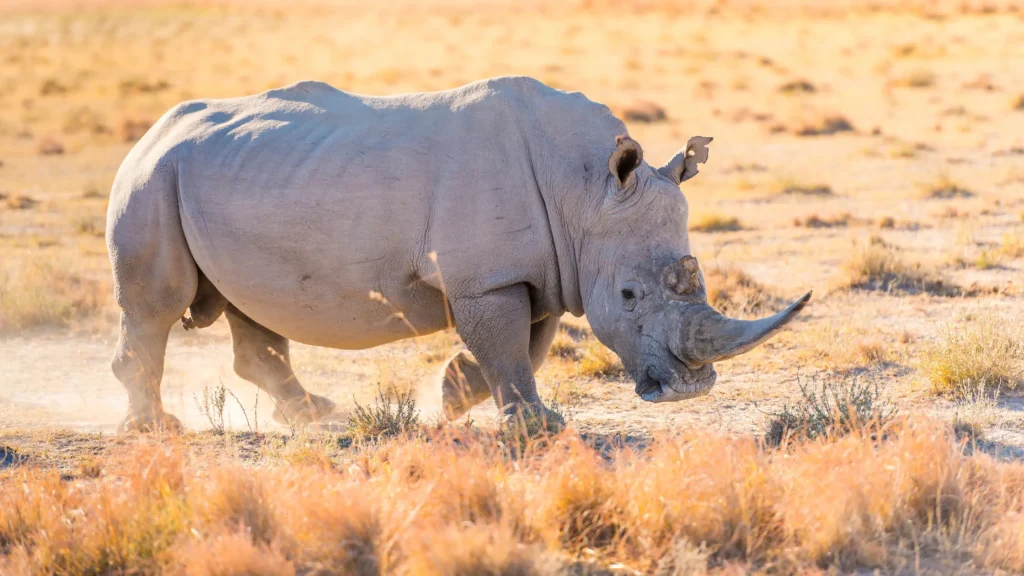 kenya safari itinerary