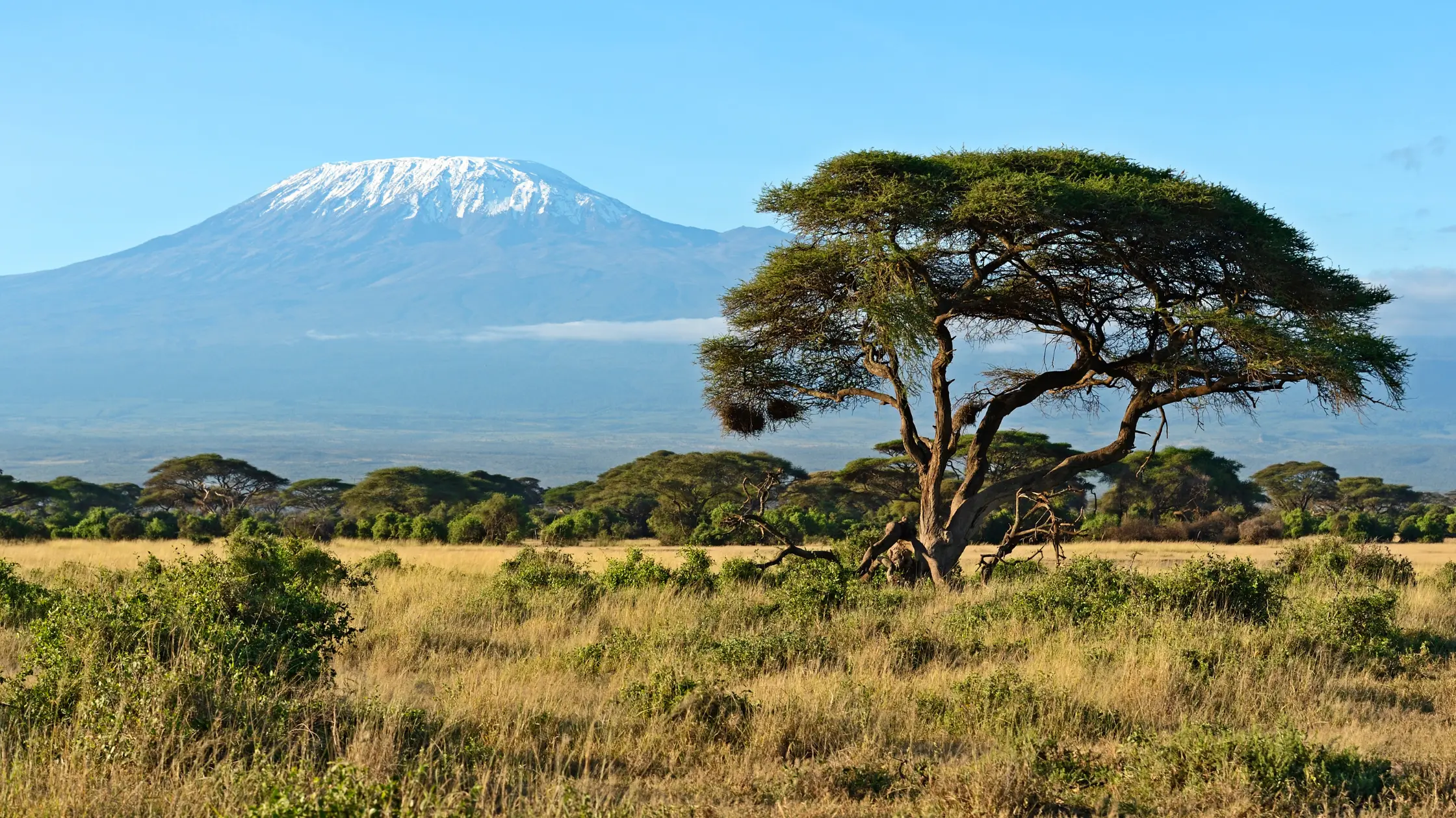 maasai mara vs amboseli