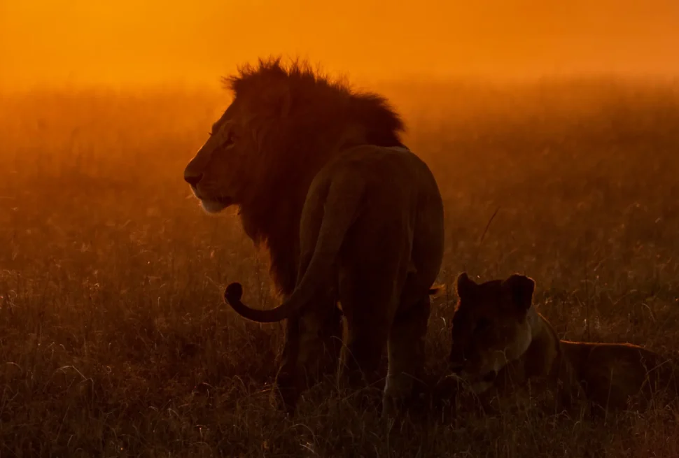 3-day Maasai Mara safari itinerary