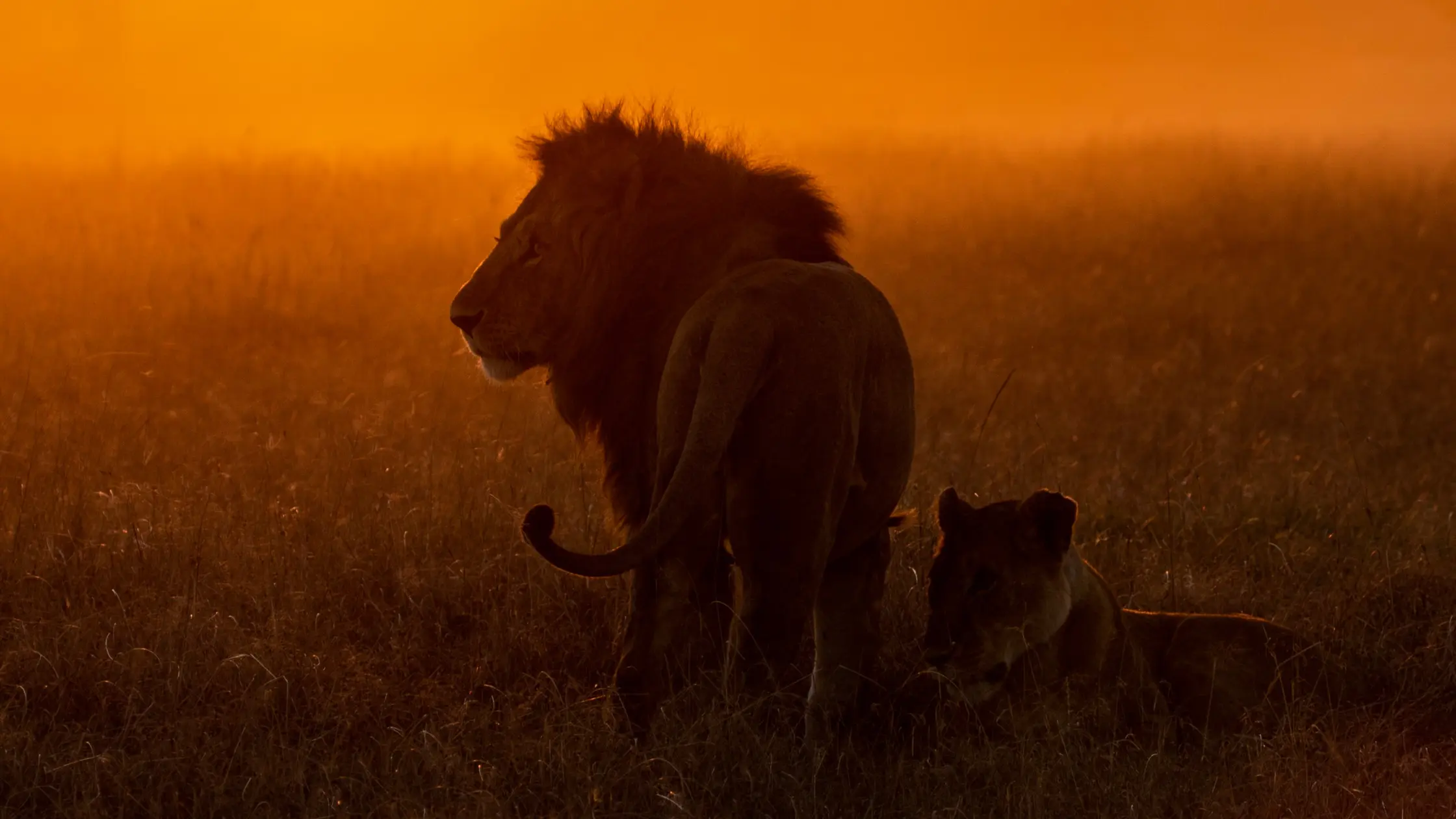 3-day Maasai Mara safari itinerary