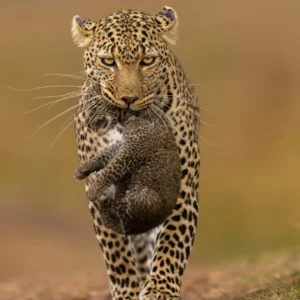 5-Day Kenya Safari Itinerary