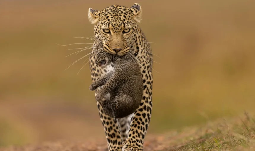 5-Day Kenya Safari Itinerary: The Best Short Safari Route for First-Timers