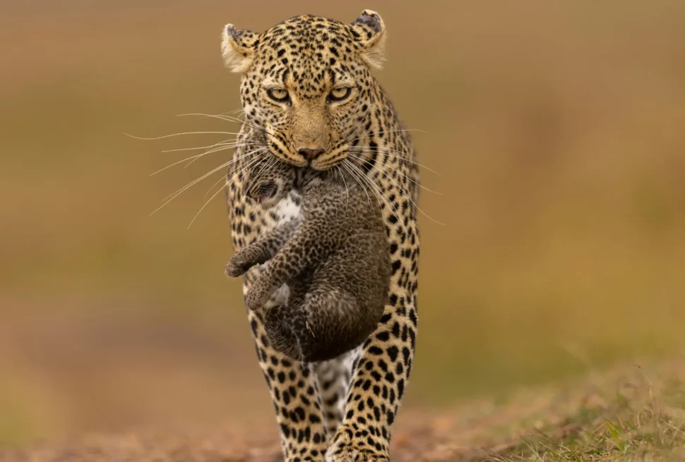 5-Day Kenya Safari Itinerary