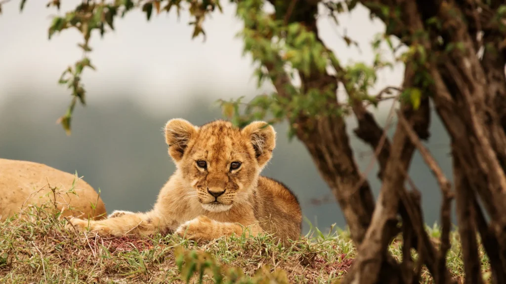 Amboseli Safari Packages