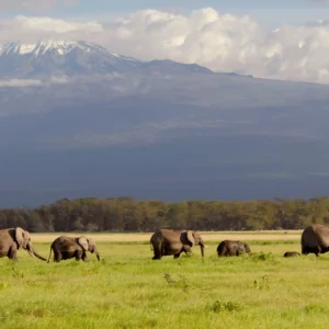 Amboseli Safari Packages