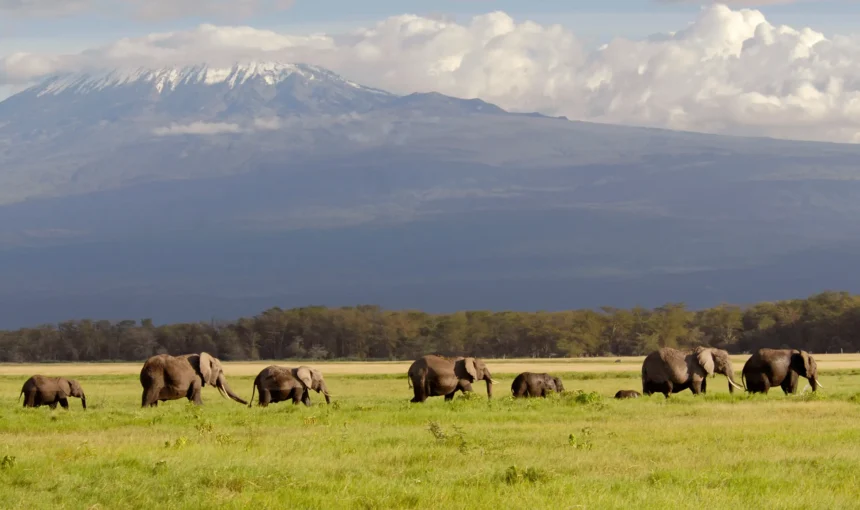 Amboseli Safari Packages: Best Tours, Prices, Routes & Travel Tips