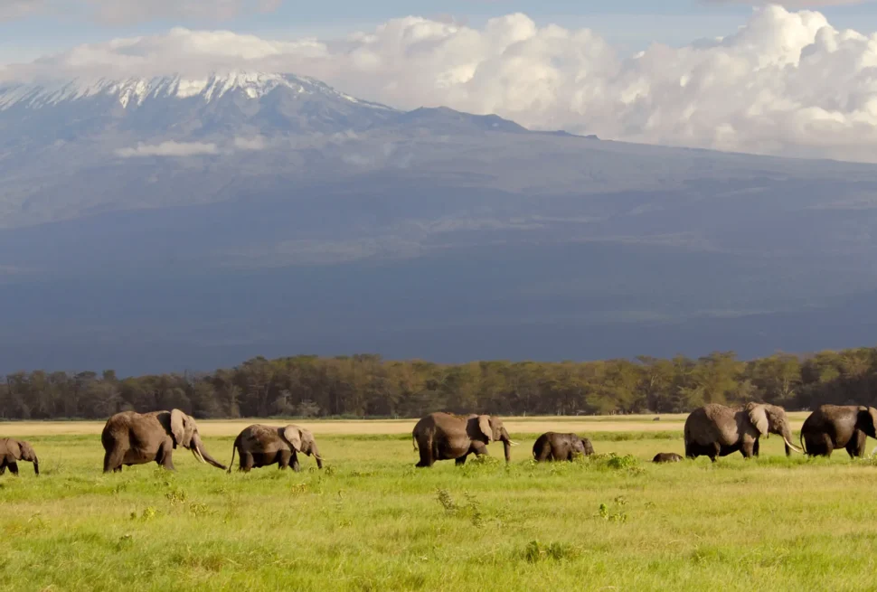 Amboseli Safari Packages