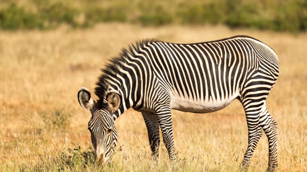 Samburu Safari Packages