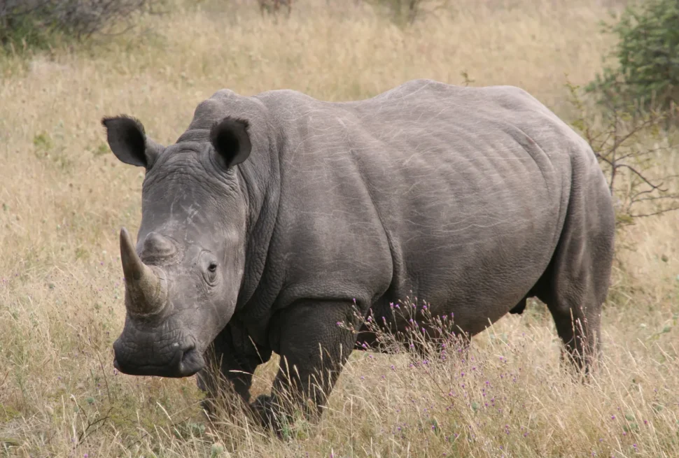 Samburu Safari Packages