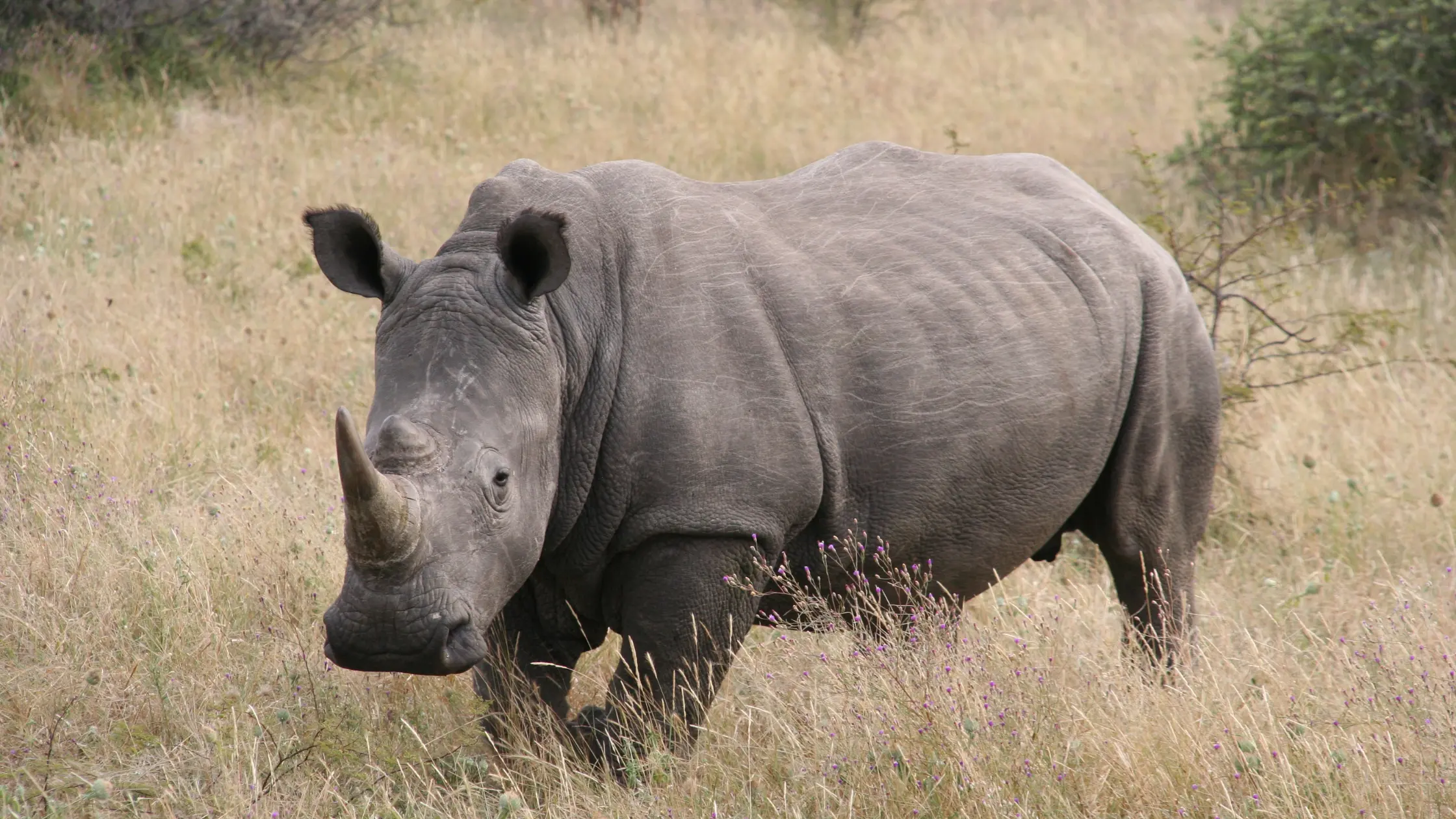 Samburu Safari Packages