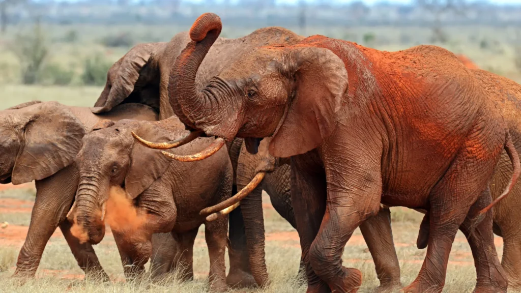 Tsavo Safari from Nairobi
